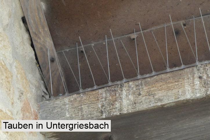 Tauben in Untergriesbach
